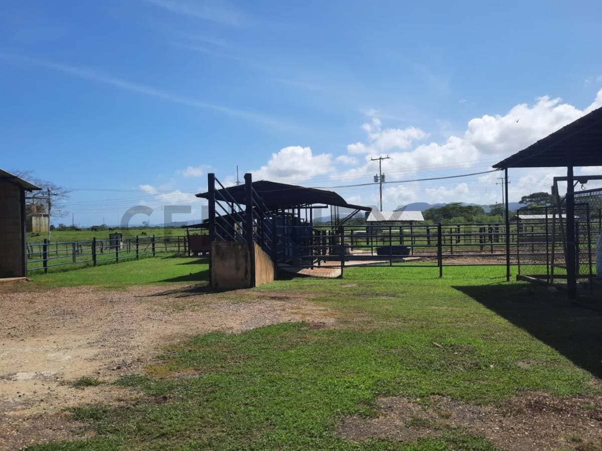 Espectacular Finca Ganadera en Morón, Carabobo | Oportunidad Única